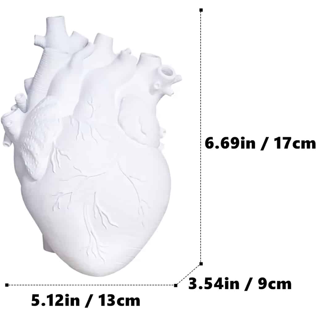 White anatomical heart model with dimensions marked: 5.12 inches (13 cm) wide, 6.69 inches (17 cm) tall, and 3.54 inches (9 cm) deep.